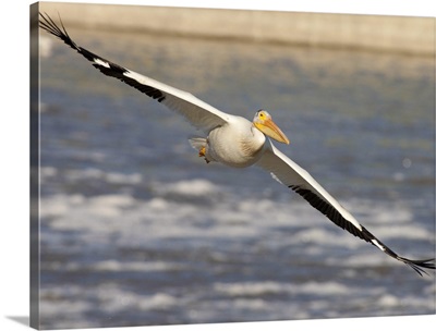 American White Pelican (Pelecanus erythrorhynchos) flying, Lockport, Manitoba, Canada
