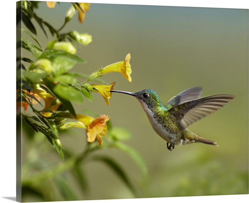 Andean Emerald (Amazilia franciae) hummingbird feeling on yellow flower, Ecuador