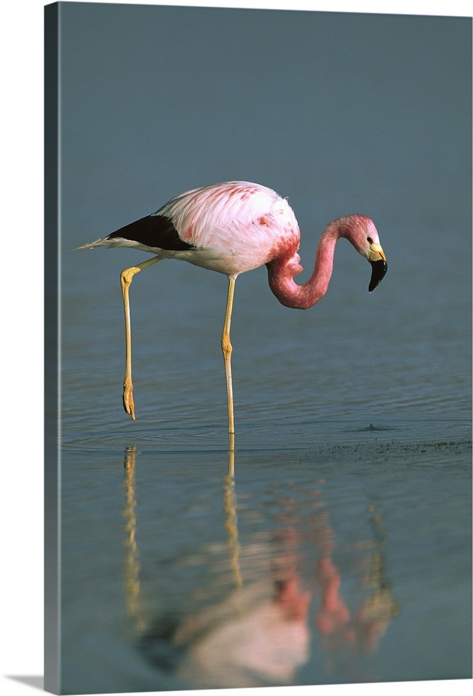 Andean Flamingo (Phoenicopterus andinus) wading, Laguna Blanca, Eduardo Avaroa Faunistic Reserve, Andes Mountains, southwe...