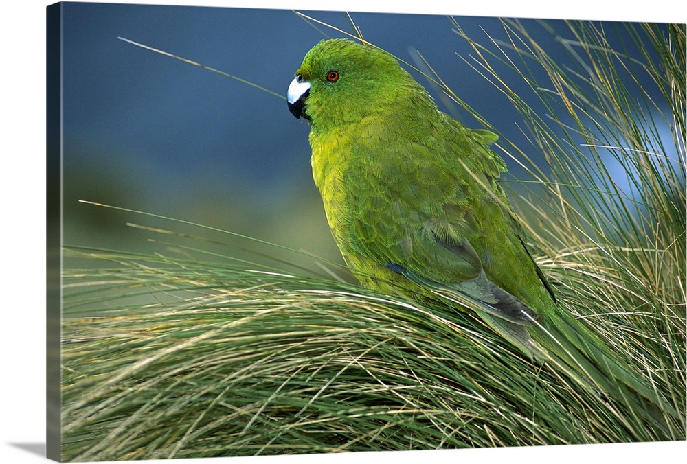 Antipodes Parakeet (Cyanoramphus unicolor) portrait in tussock grass, Antipodes Island, New Zealand