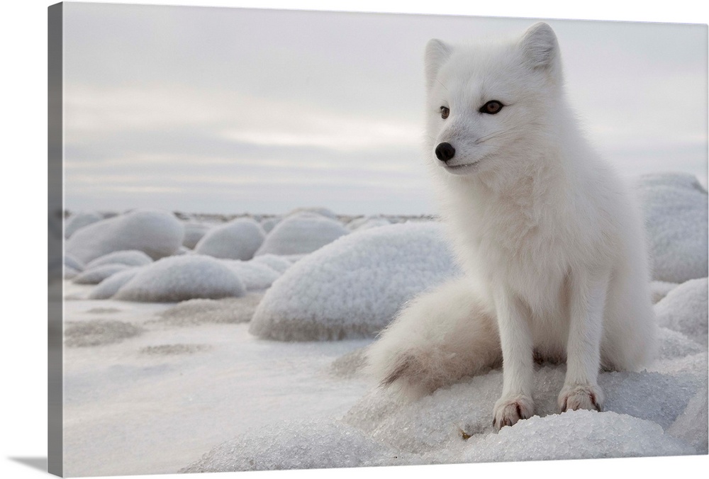 Arctic Fox (Vulpes lagopus), Churchill, Manitoba