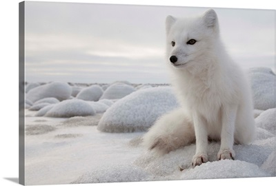 Arctic Fox on frozen tundra, Churchill, Manitoba, Canada