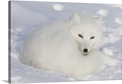 Arctic Fox resting in snow, Churchill, Manitoba, Canada