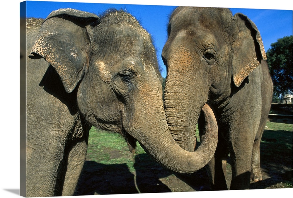 Asian Elephant (Elephas maximus) pair with entwined trunks, native to India, Asia, Thailand and Laos