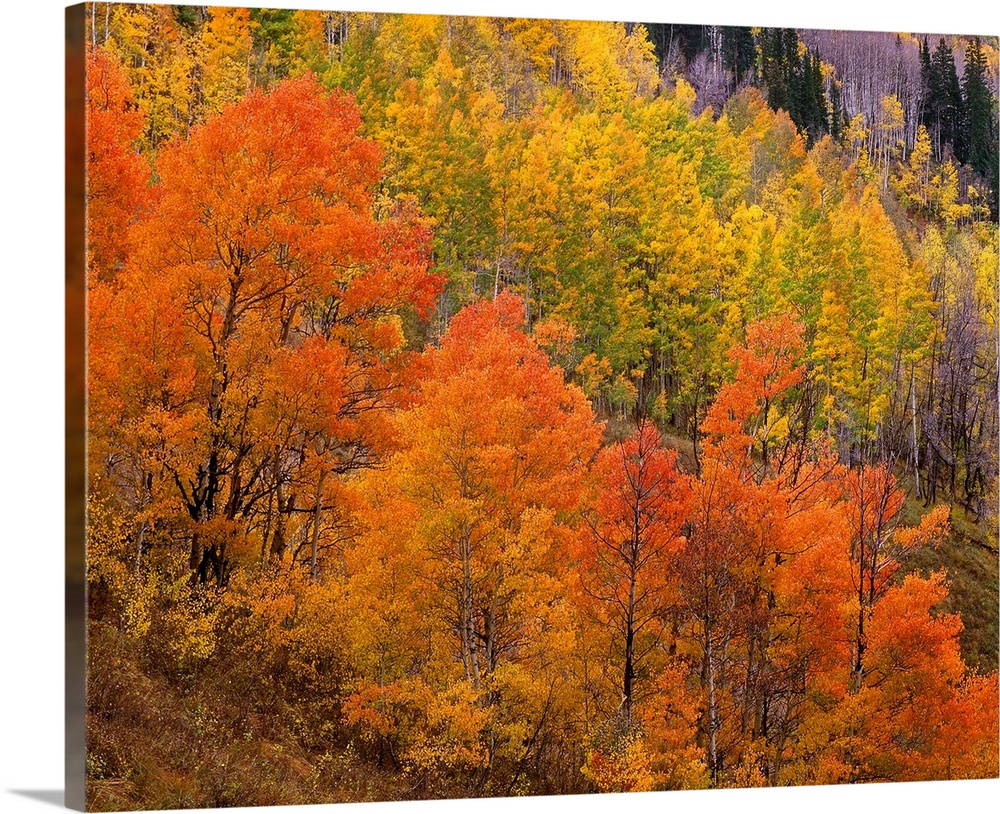 Landscape photograph on a big wall hanging of bright fall colored trees sloped along a hillside in Gunnison National Fores...
