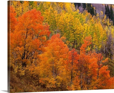 Aspen grove in fall colors, Washington Gulch, Gunnison National Forest, Colorado