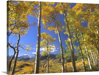 Aspen in fall colors and Maroon Bells, Elk Mountains, Snowmass Wilderness, Colorado