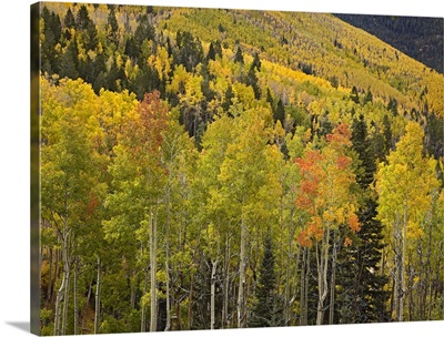 Aspen trees in autumn, Santa Fe National Forest near Santa Fe, New Mexico