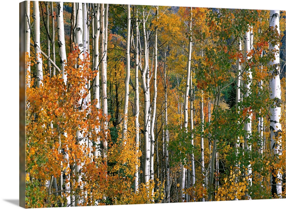 Aspen trees in fall colors, Lost Lake, Gunnison National Forest, Colorado