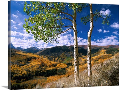 Aspen trees in fall colors on Elk Mountains, Capitol Creek trailhead, Colorado