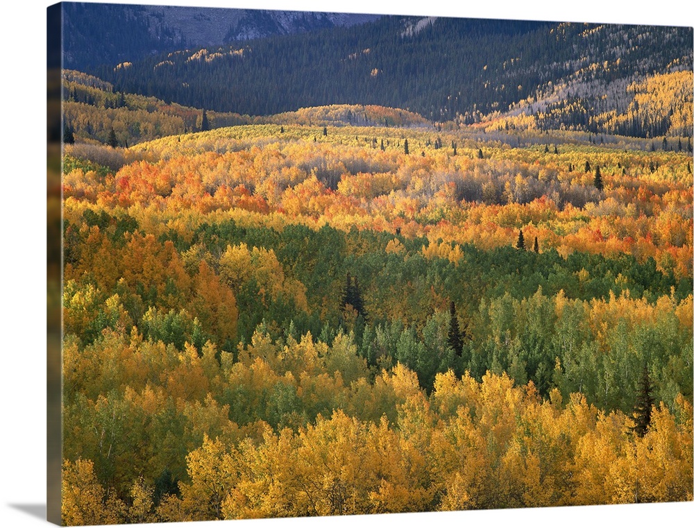 Aspen trees (Populus tremuloides) in fall colors, Gunnison National Forest, Colorado