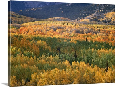 Aspen trees (Populus tremuloides) in fall colors, Gunnison National Forest, Colorado