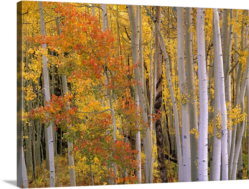 Large photo of the colorful fall leaves in the forest at Independence Pass, Colorado.