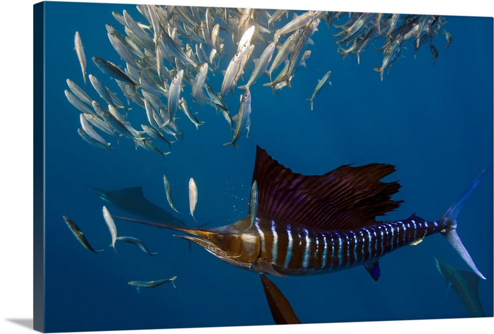 Atlantic Sailfish Feeding Solid-Faced Canvas Print