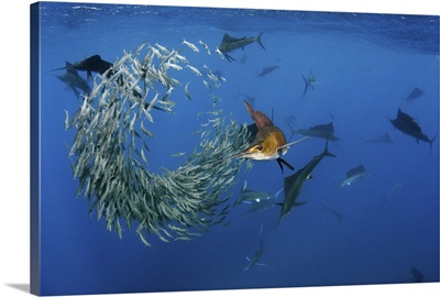 Atlantic Sailfish group hunting Round Sardinella, Mexico