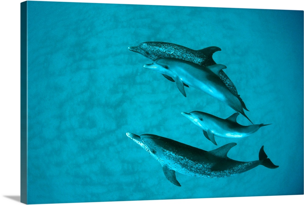Atlantic Spotted Dolphin (Stenella frontalis) adult group with unspotted calf, underwater, Bahamas