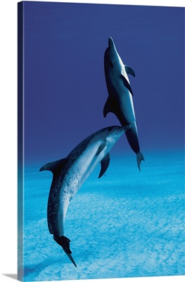 Atlantic Spotted Dolphin mother and calf, Bahamas, Caribbean