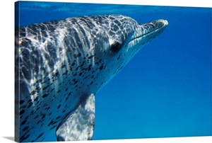 Atlantic Spotted Dolphin profile, Bahamas image thumbnail