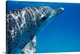 image thumbnail of Atlantic Spotted Dolphin profile, Bahamas