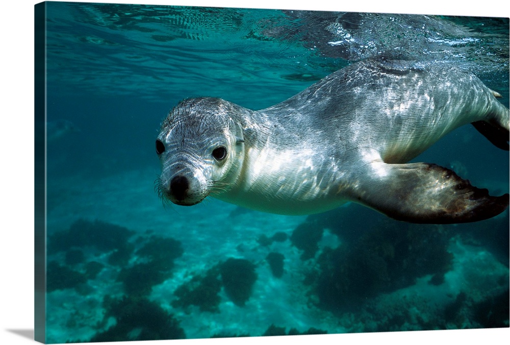 Australian Sea Lion (Neophoca cinerea) underwater portrait, South Australia