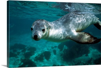 Australian Sea Lion underwater portrait, South Australia