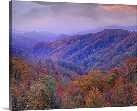 Autumn deciduous forest, Great Smoky Mountains National Park, Tennessee ...