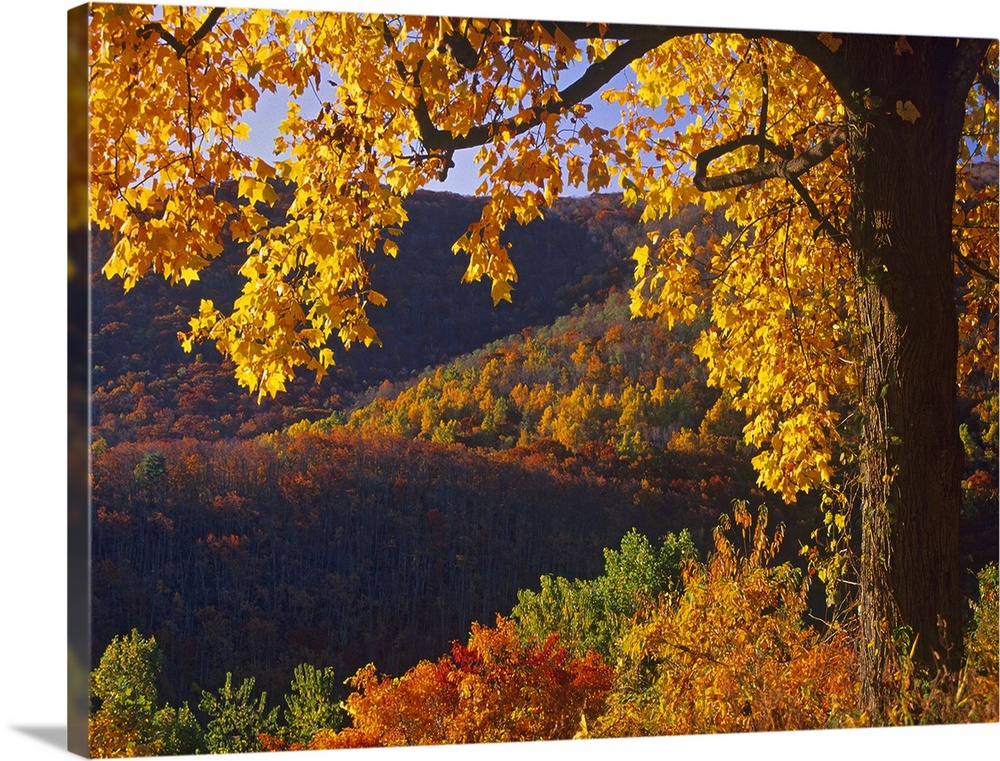 Autumn deciduous forest, Shenandoah National Park, Virginia