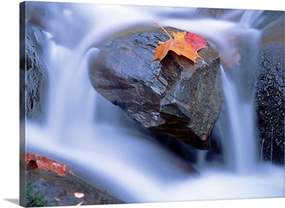 Autumn leaf on boulder Little River Great Smoky Mountains National Park Tennessee
