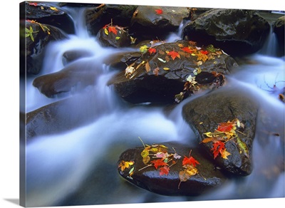 Autumn leaves on wet boulders in stream, Great Smoky Mountains National Park