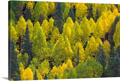 Autumn Quaking Aspens Rocky Mountains Colorado