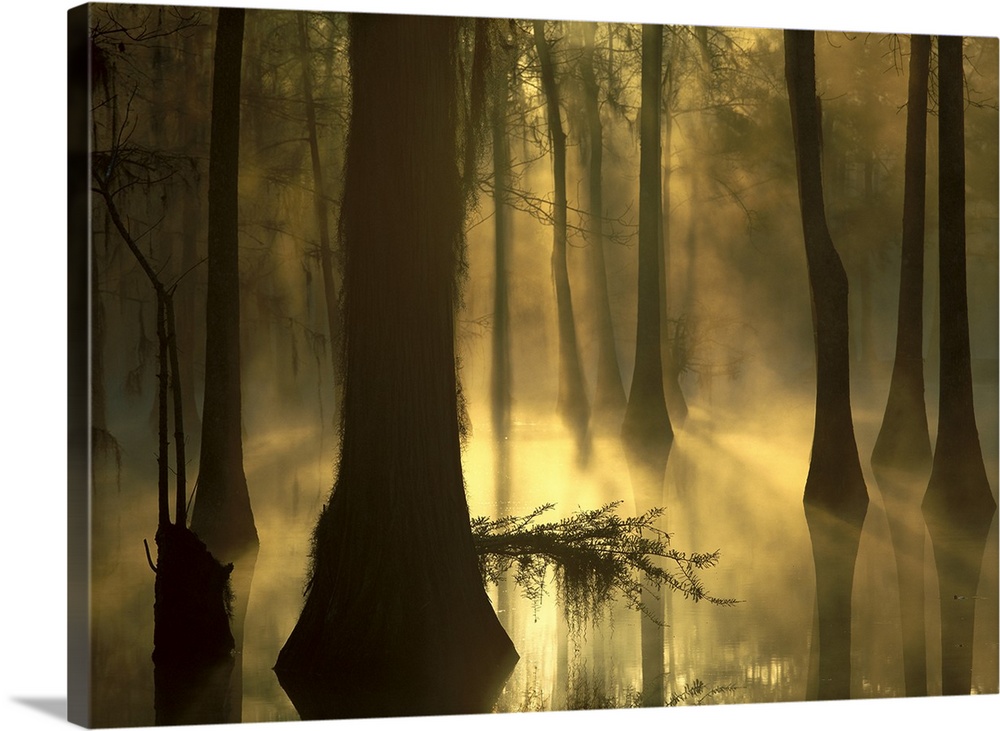 Photograph of marshland with sunlight and fog peering through tall tree barks.