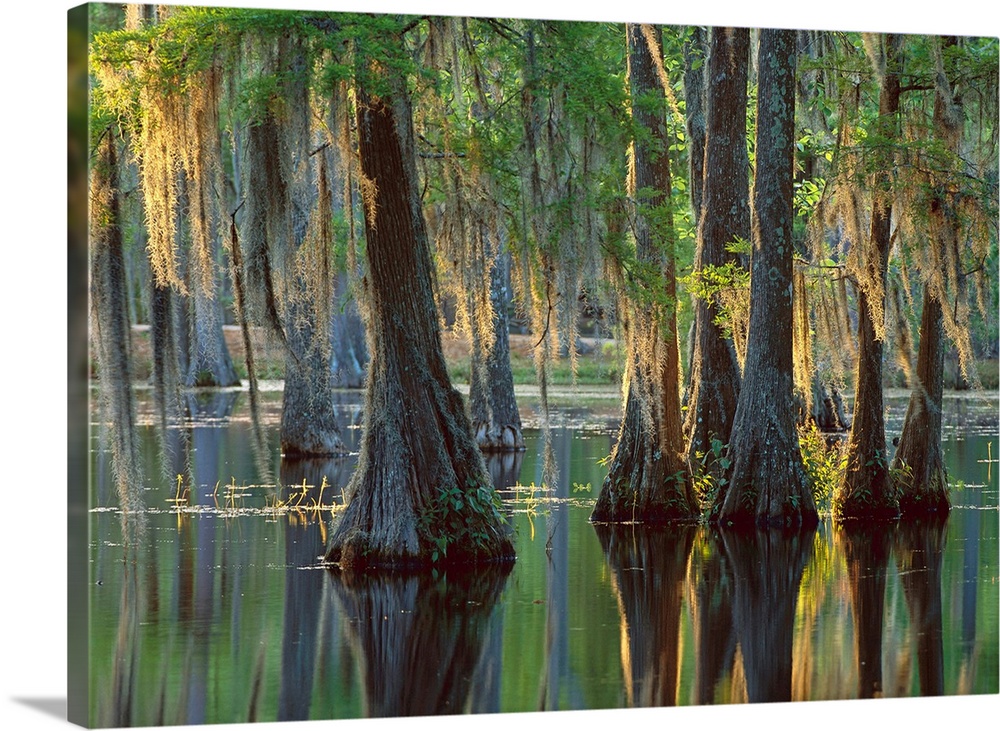 Bald Cypress (Taxodium distichum) swamp, Sam Houston Jones State Park, Louisiana