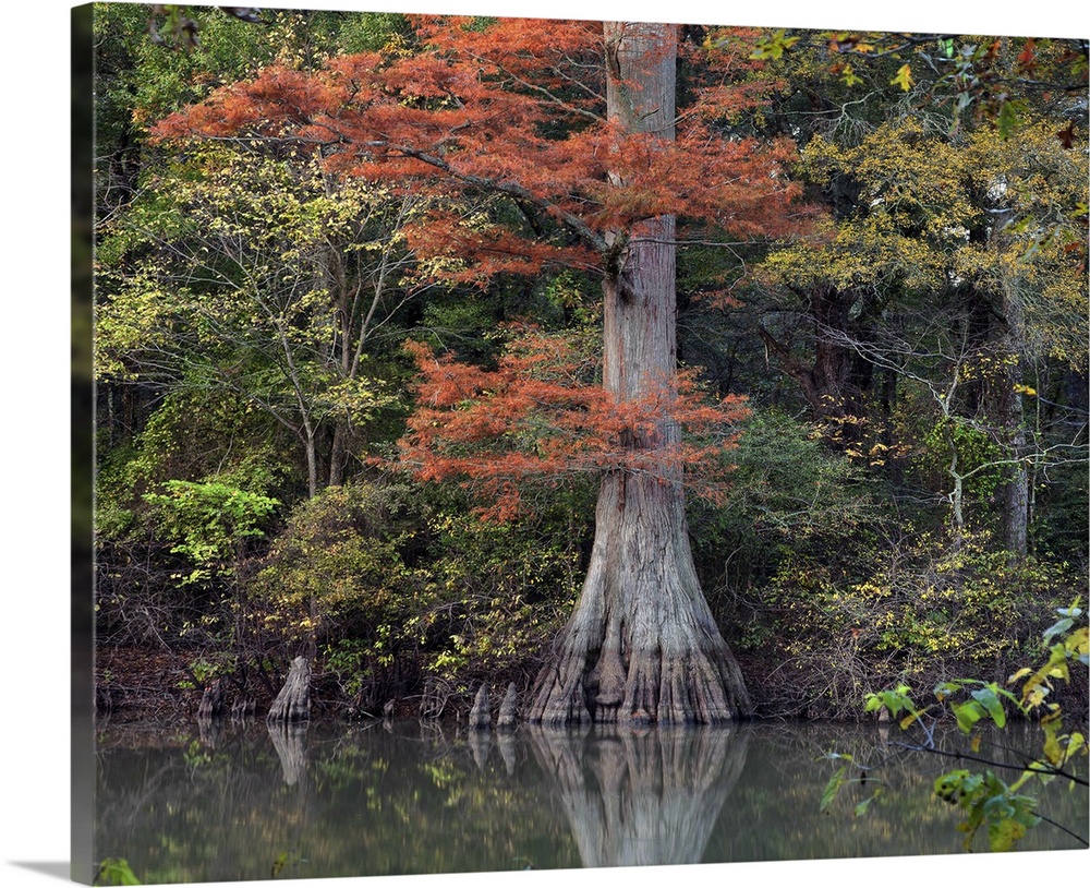 Bald Cypress (Taxodium distichum) tree in swamp, White River National Wildlife Refuge, Arkansas.