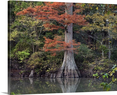 Bald Cypress tree in swamp, White River National Wildlife Refuge, Arkansas