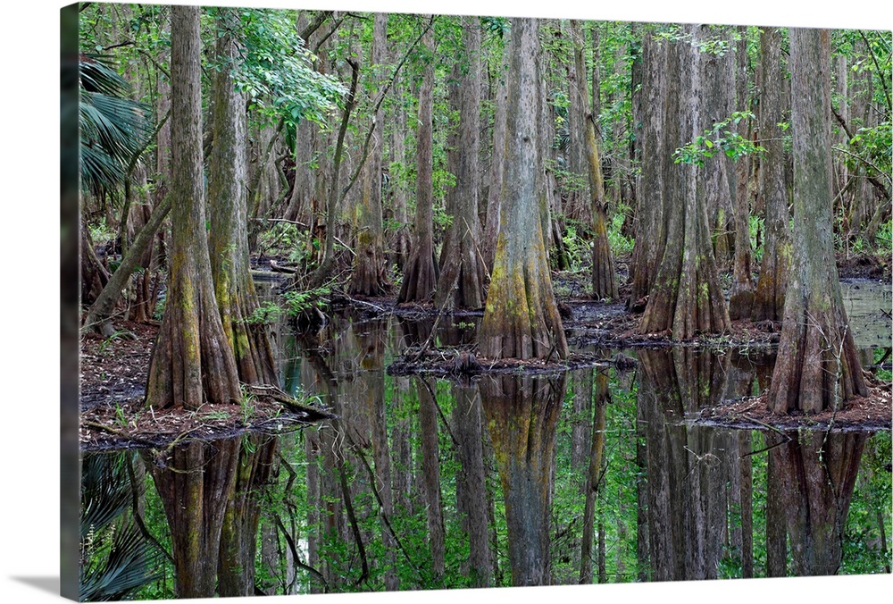 Bald Cypress trees in flooded swamp, Highlands Hammock State Park, Florida