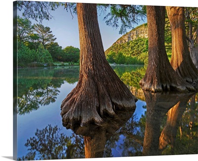 Bald Cypresses In River, Frio River, Garner State Park, Texas
