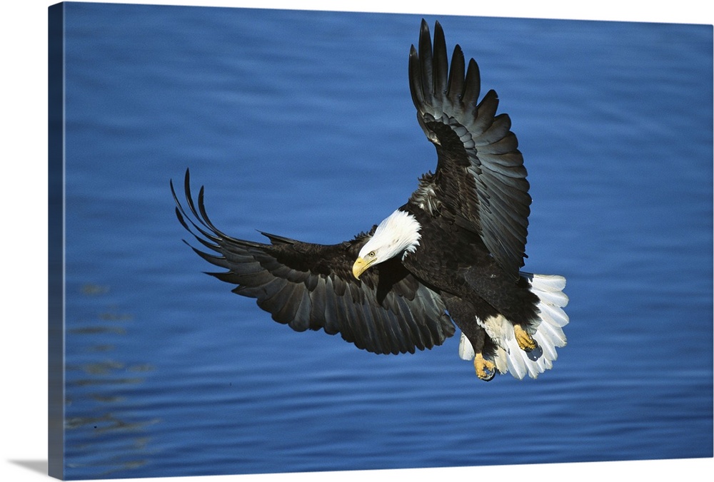 Bald Eagle (Haliaeetus leucocephalus) flying over water, Kenai Peninsula, Alaska