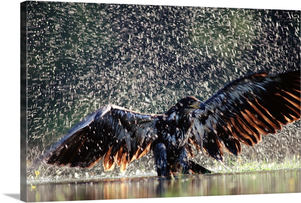Bald Eagle juvenile bathing in river, British Columbia, Canada