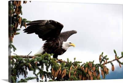 Bald Eagle taking flight from spruce tree, Alaska