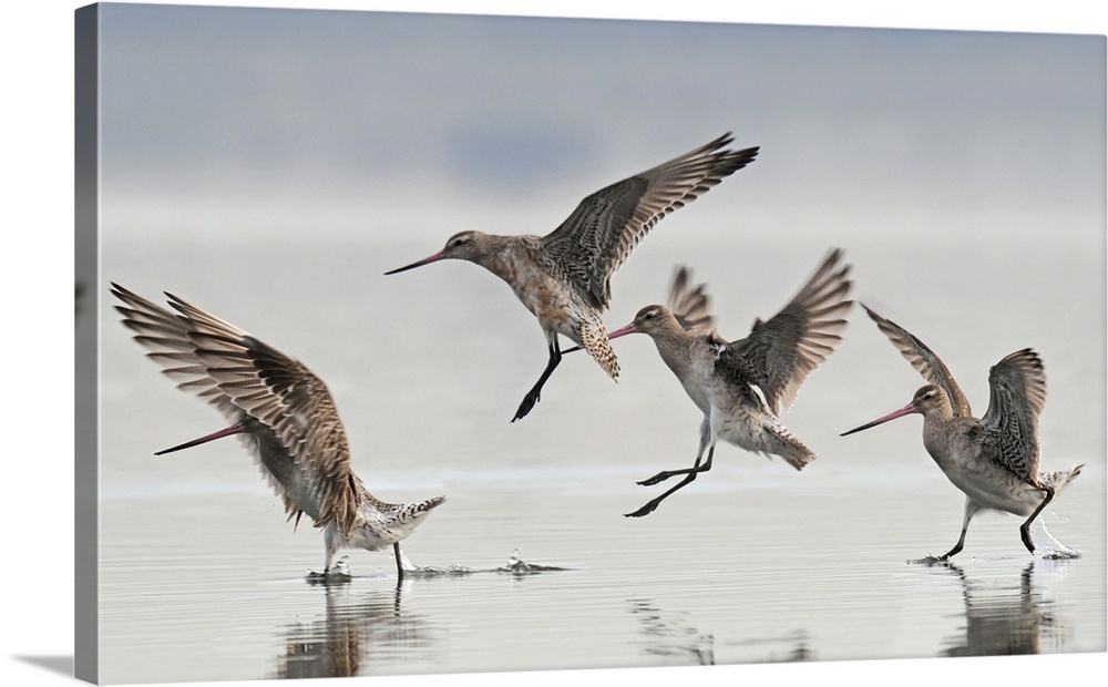 Bar-tailed godwits (Limosa lapponica baueri) landing, Avon/Heathcote Estuary, Christchurch