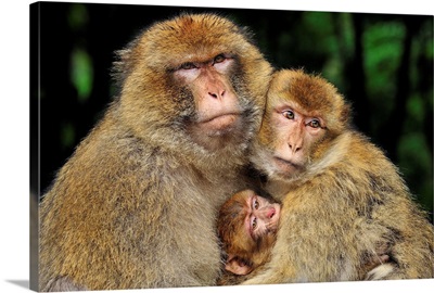 Barbary Macaque family