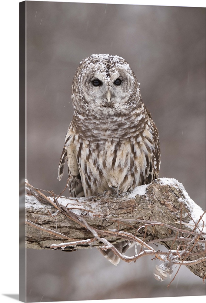 barred owl (Strix varia), Captive, Howell Nature Center, MI