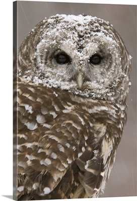 Barred Owl (Strix varia) in winter, Howell Nature Center, Michigan