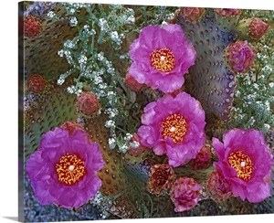 Beavertail Cactus (Opuntia basilaris) flowering, Arizona image thumbnail