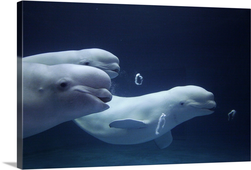Beluga (Delphinapterus leucas) whale trio blowing toroidal bubble rings, play behavior, vulnerable, Shimane Aquarium, Japan