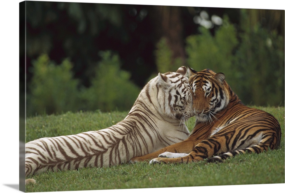 Bengal Tiger (Panthera tigris tigris) affectionate pair, one with normal coloration and the other a melanistic white morph...
