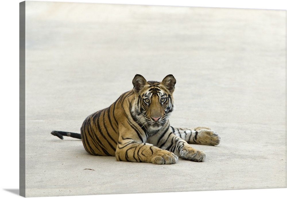 Tiger .Panthera tigris.18 month old cub.Bandhavgarh National Park, India.*Endangered species