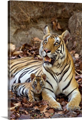 Bengal Tiger mother and eight week old cub at den, India