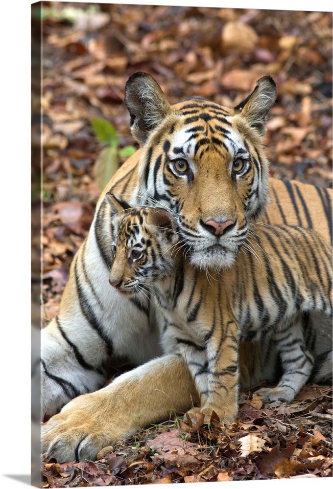 Bengal Tiger.Panthera tigris .Mother and eight week old cub.Bandhavgarh National Park, India........