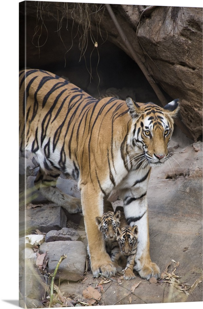 Bengali white tiger cubs get Siberian tiger mother 